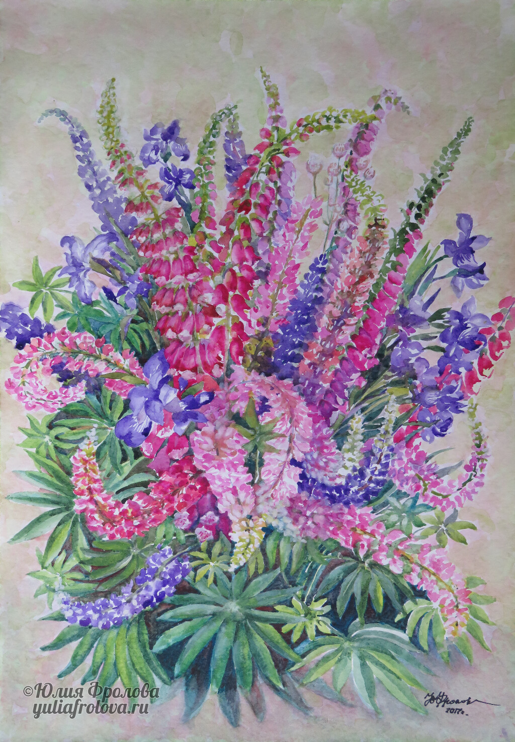 Lupinus. (No 78)