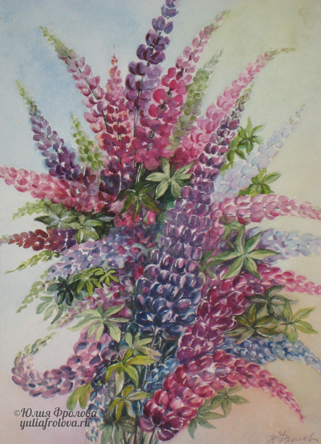 Lupinus. (No 134)