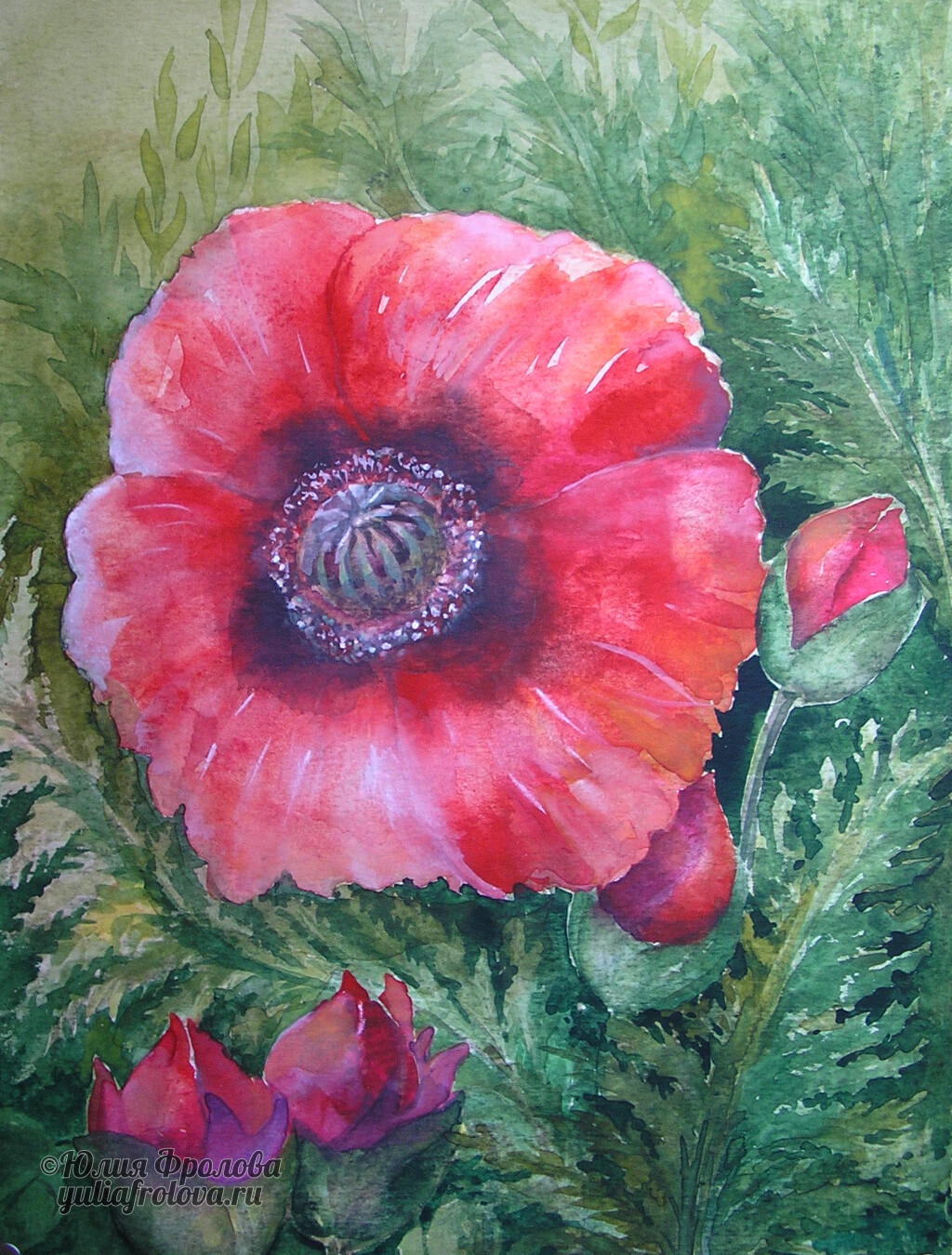 Poppy. (No 191)