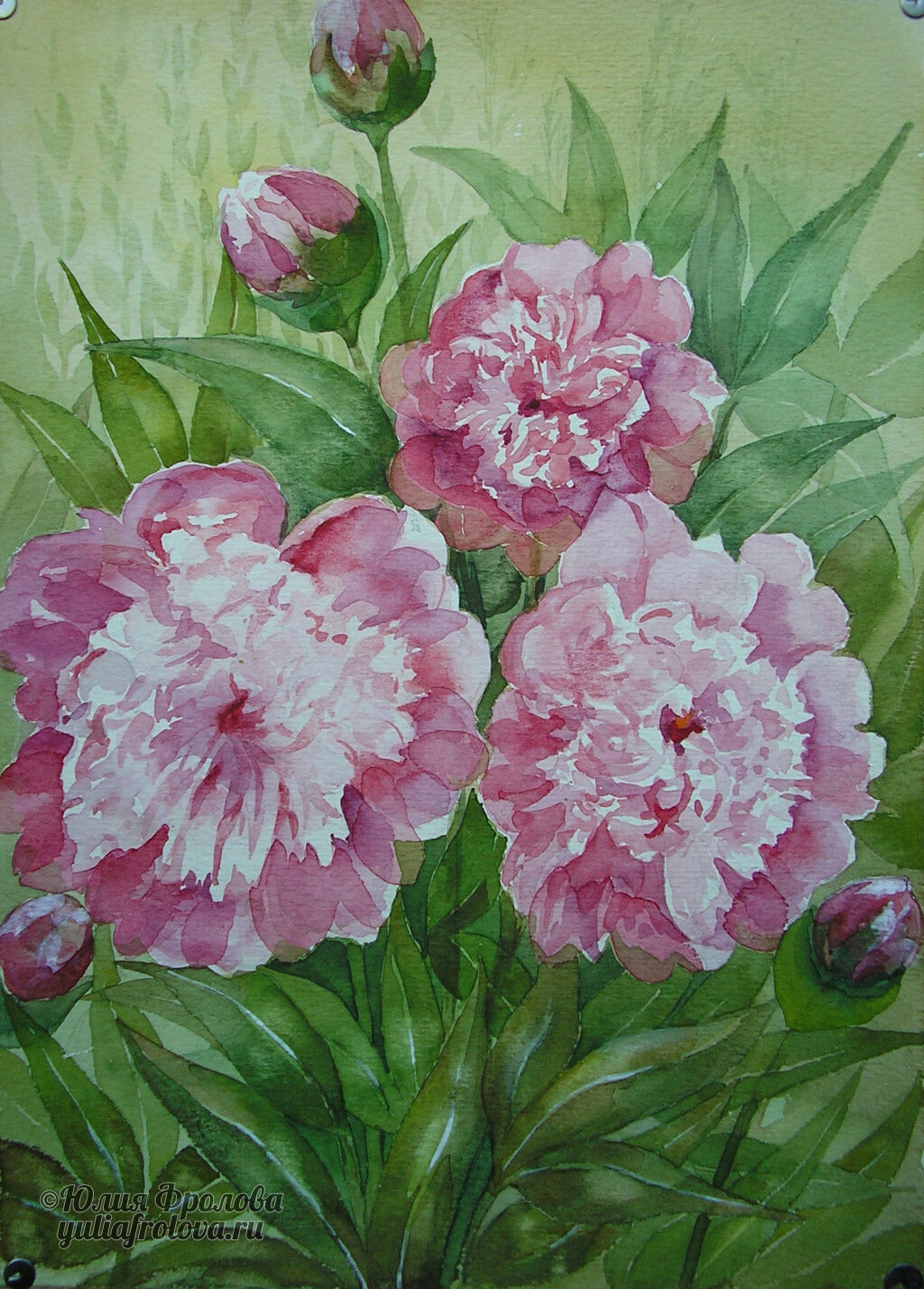 Peonies. (No 307)