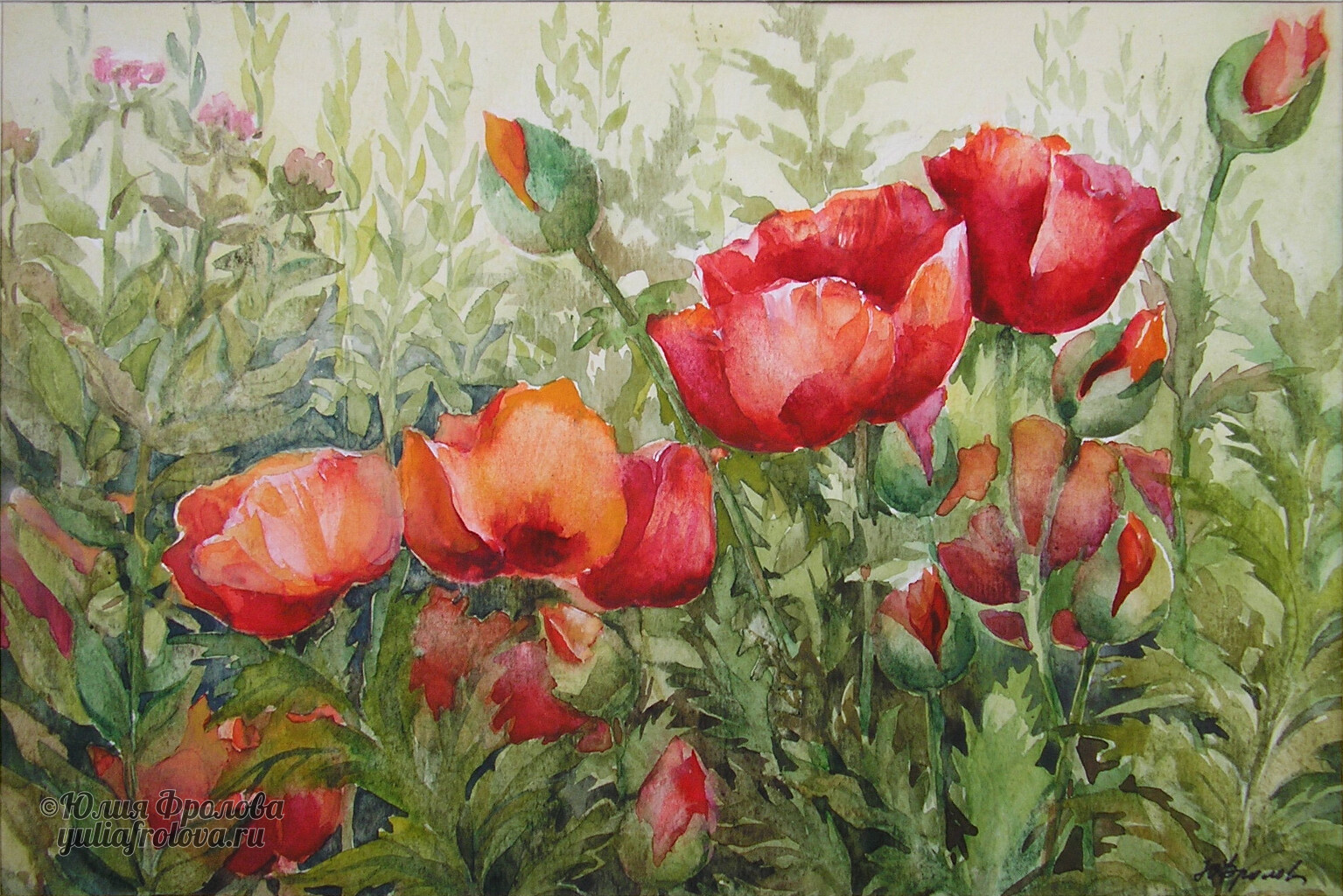 Poppies. (No 320)