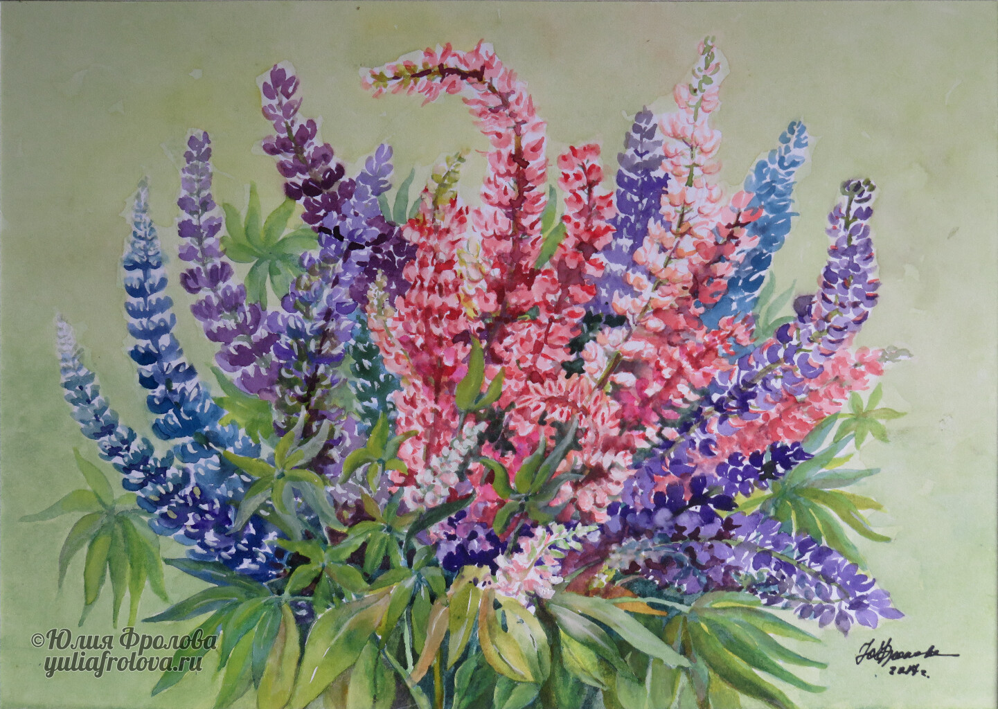 Lupinus. (No 336)