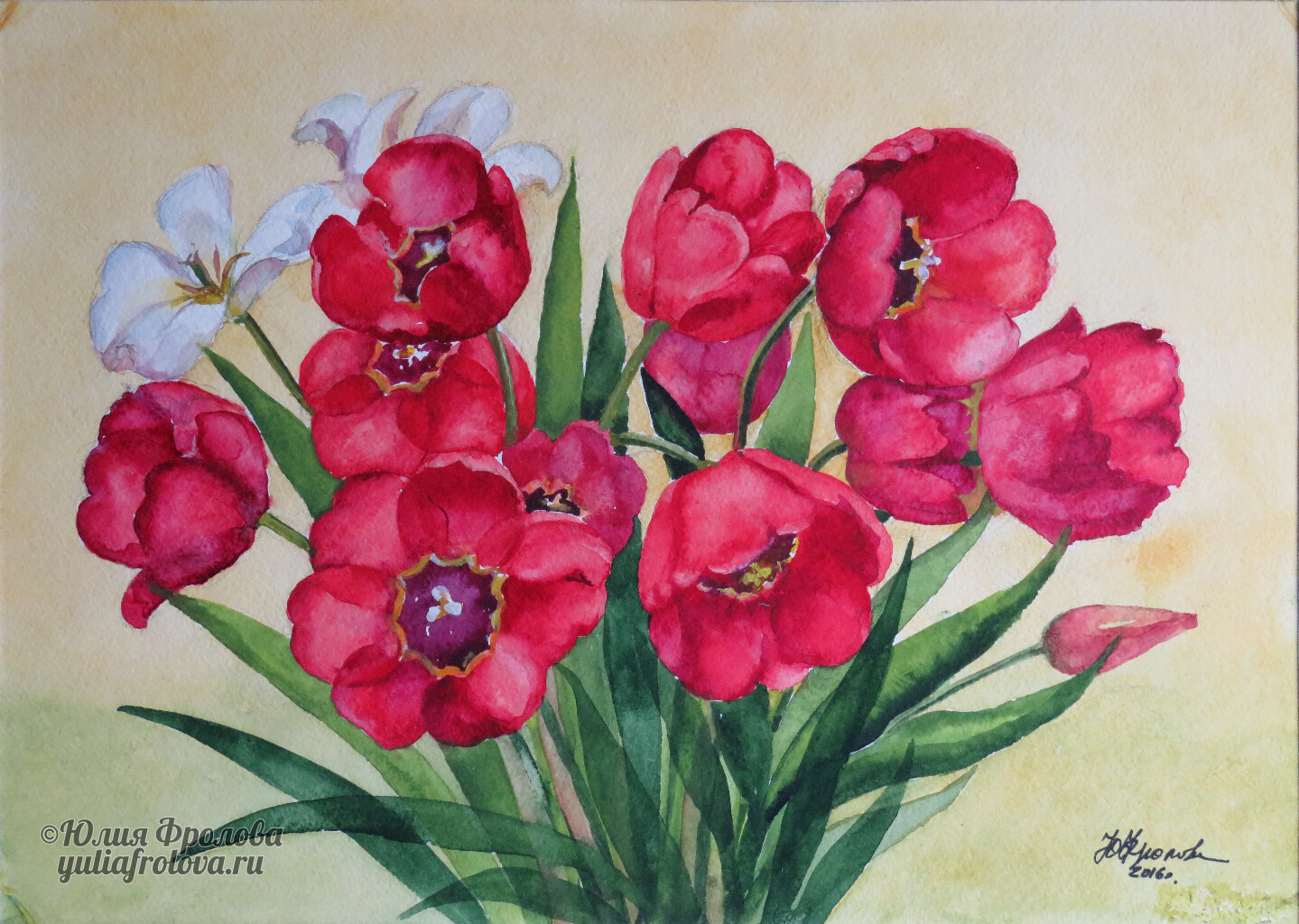 Tulips. (No 360)