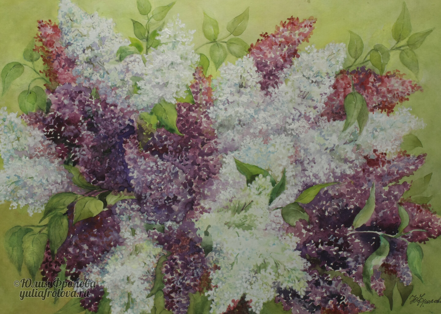 Syringa. (No 394)