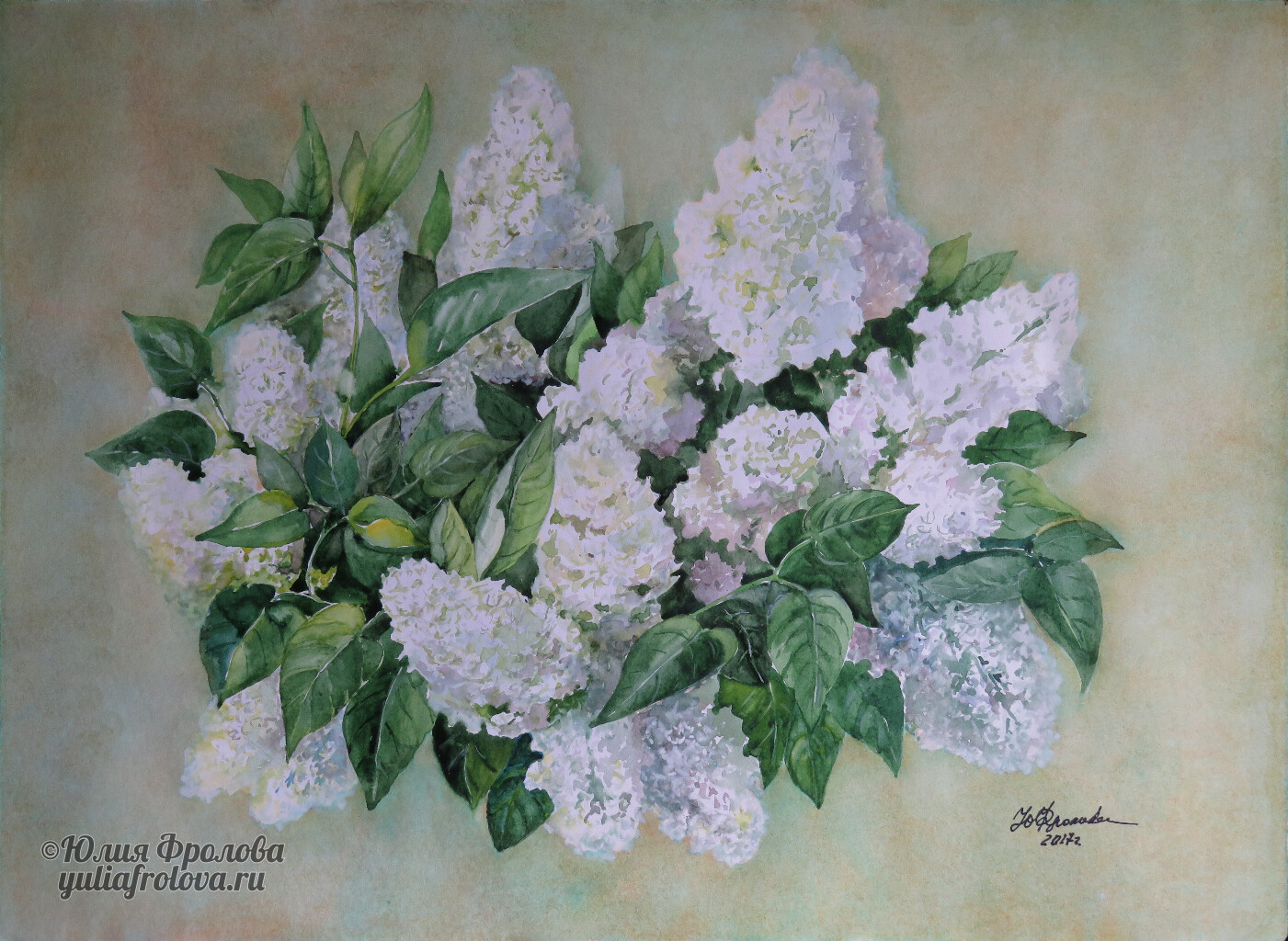 Syringa. (No 397)