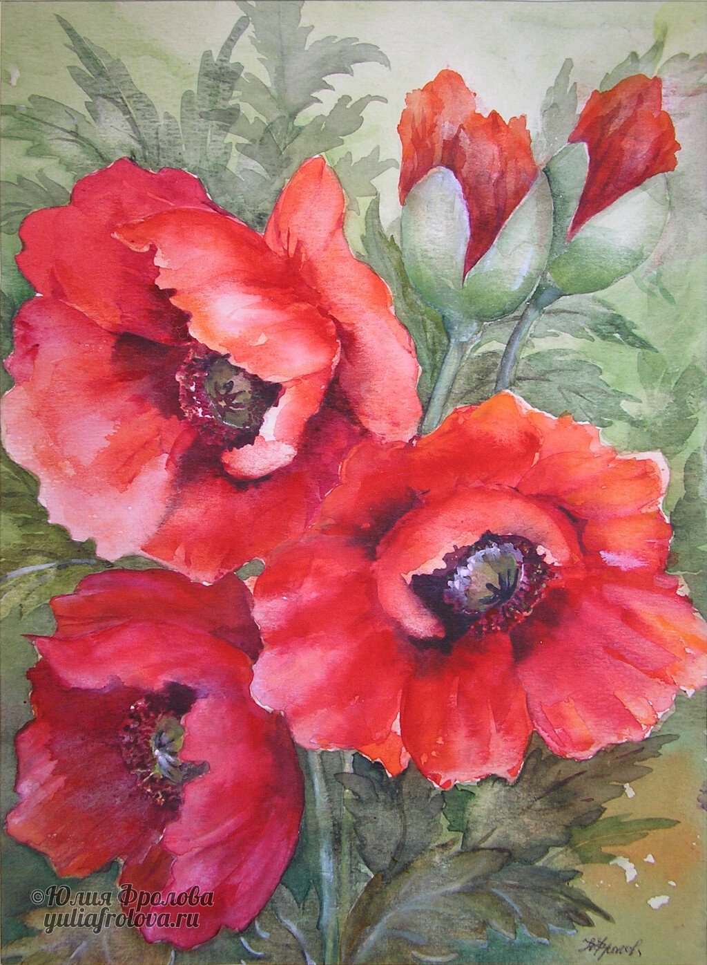 Poppies. (No 410)