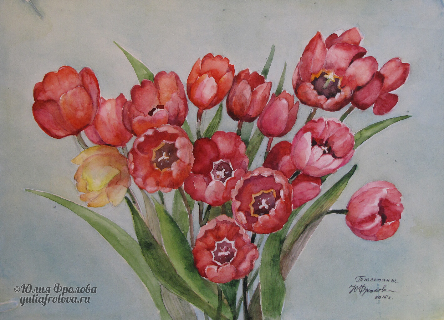 Tulips. (No 424)