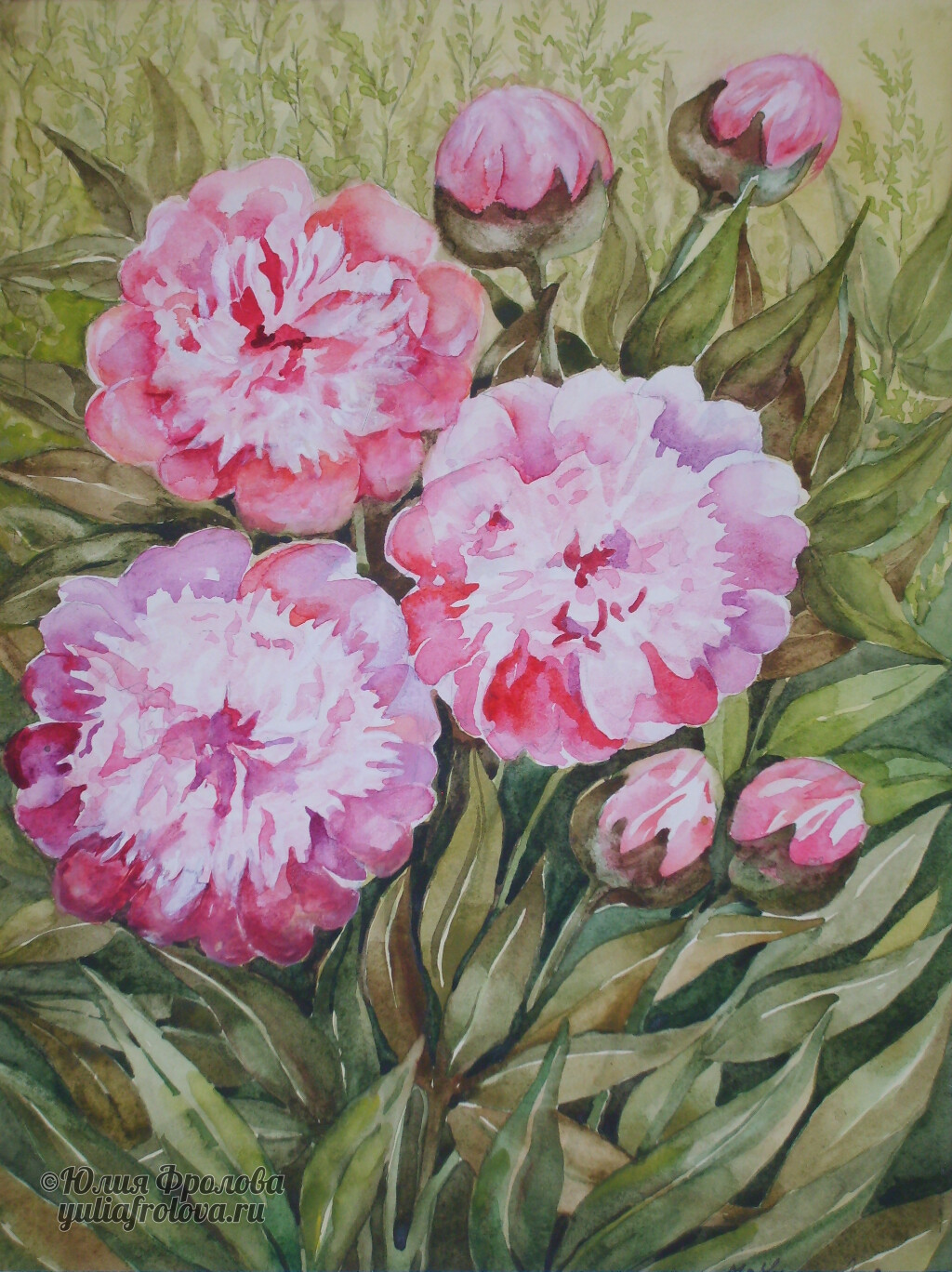 Peonies. (No 433)