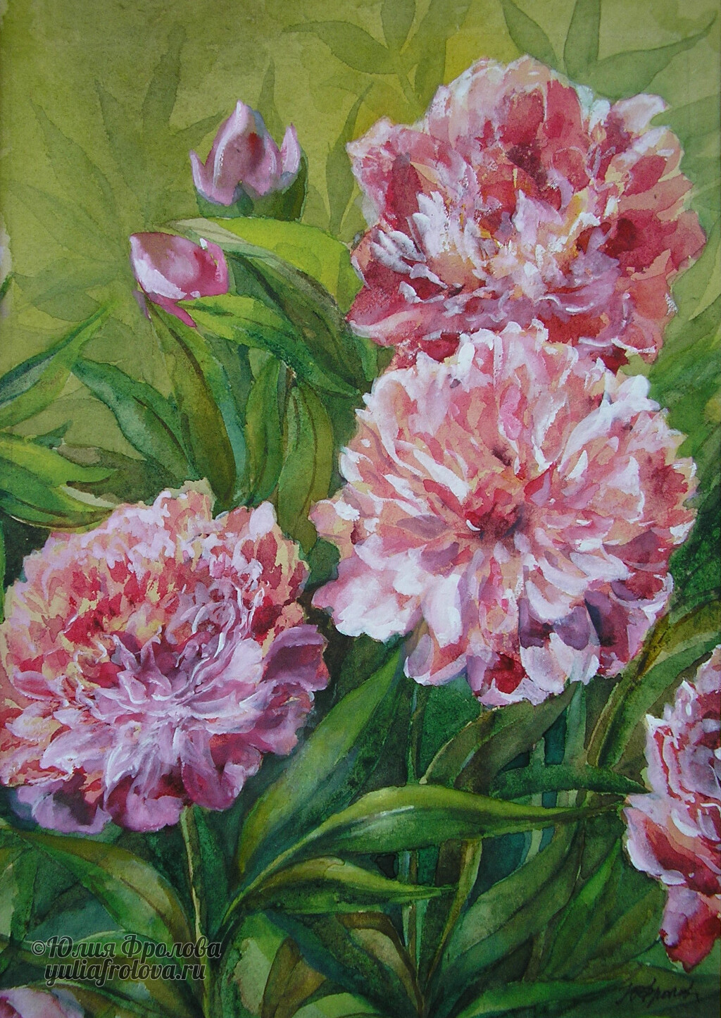 Peonies. (No 539)