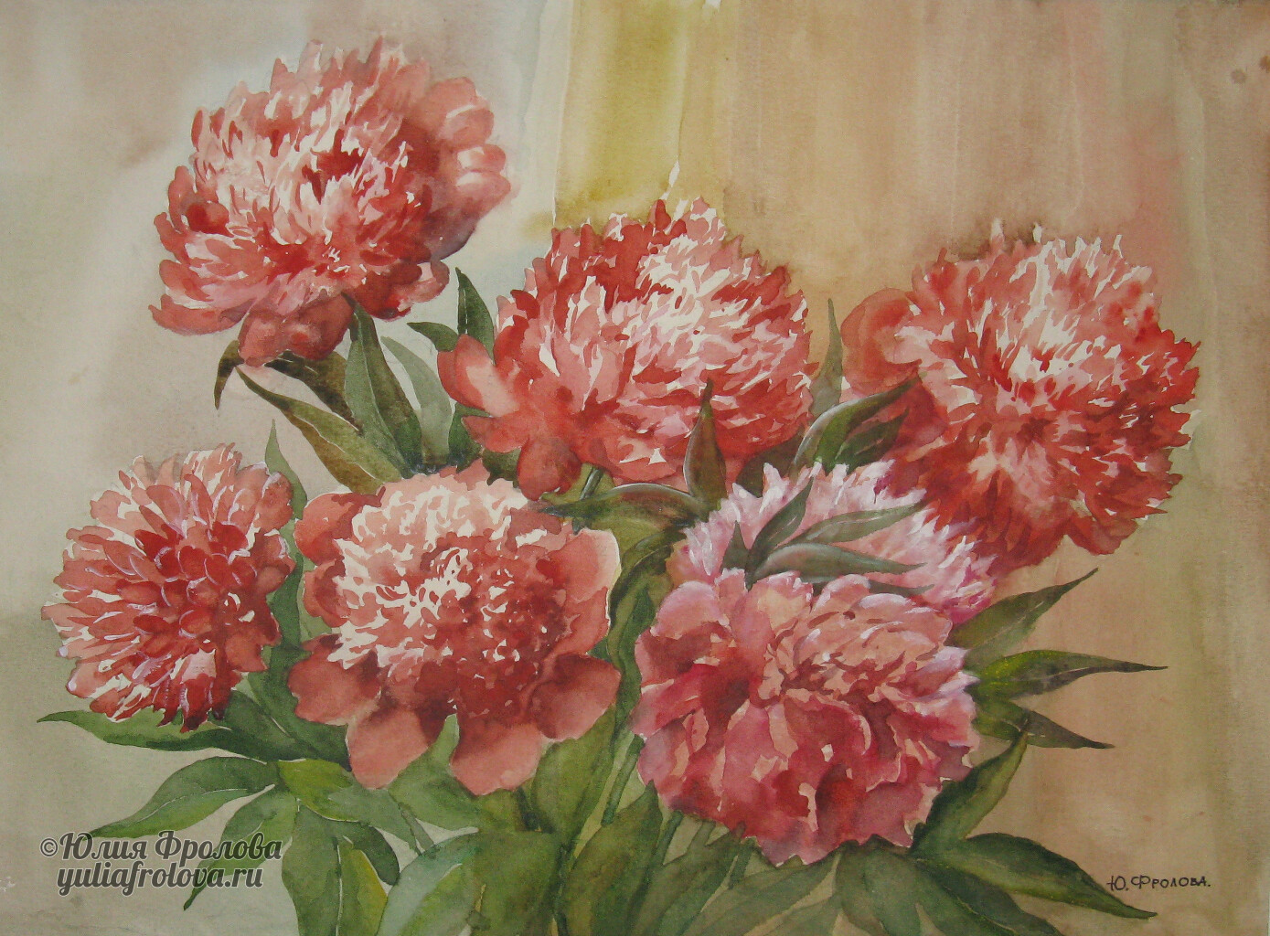 Peonies. (No 554)