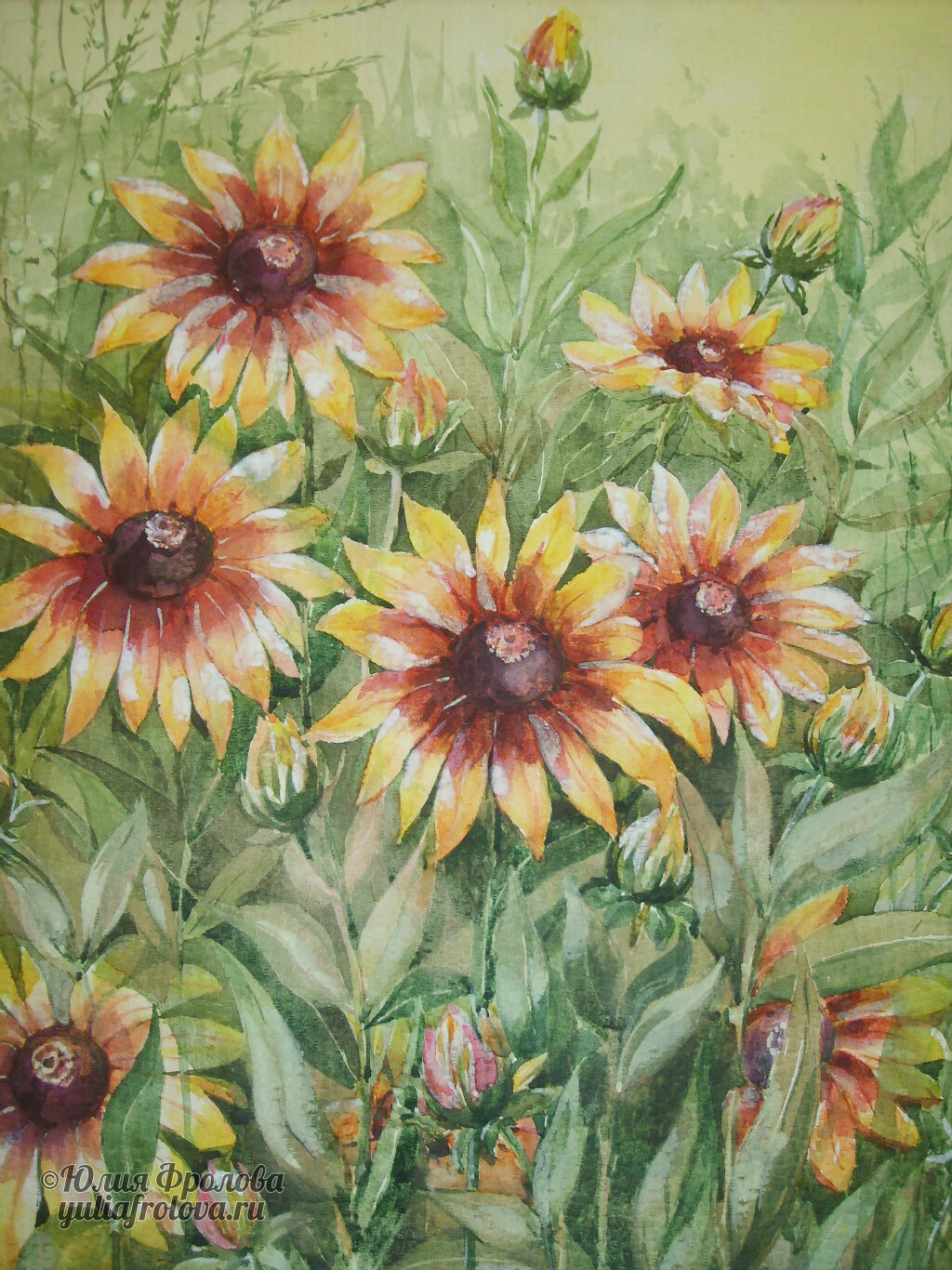 Rudbeckias. (No 896)