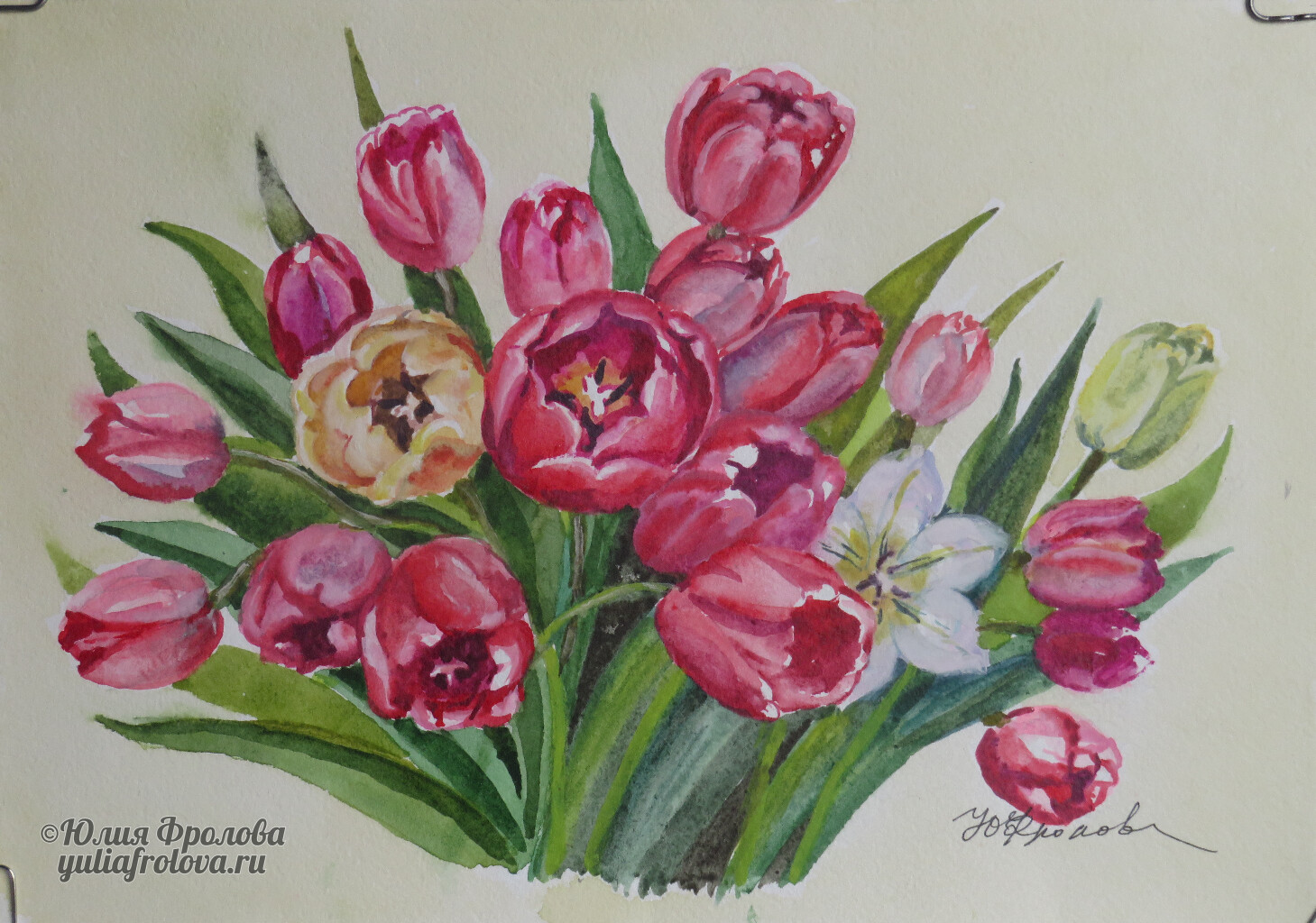 Tulips. (No 1302)