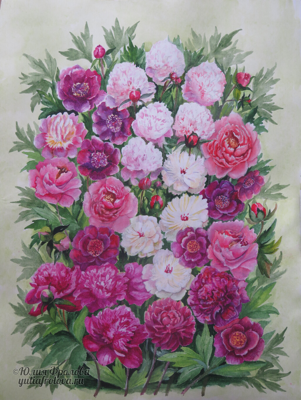 Peonies. (No 1341)