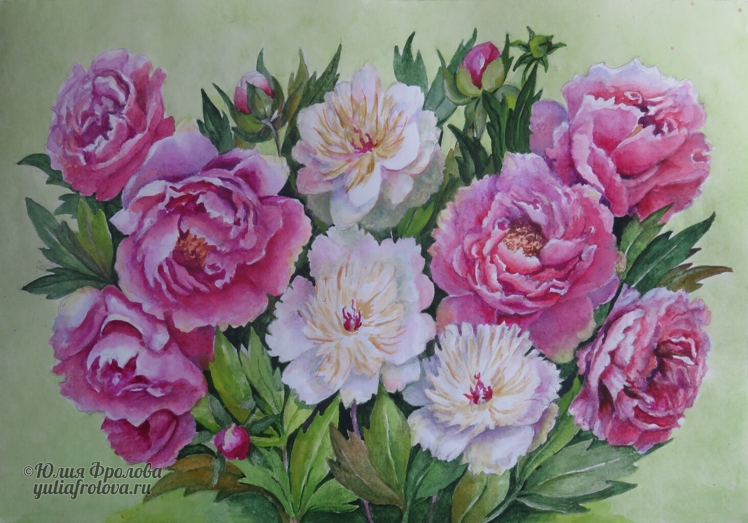 Peonies. (No 1347)