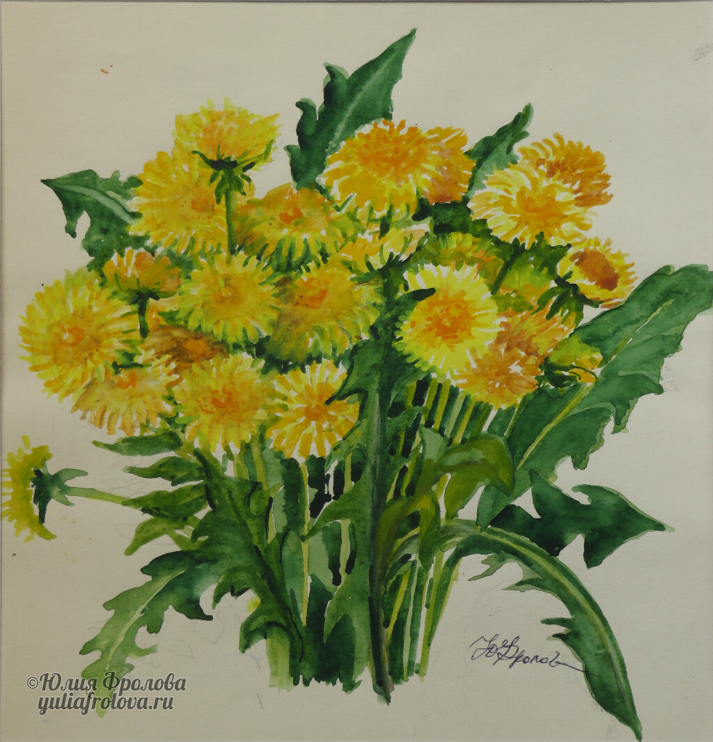 Taraxacum. (No 1427)