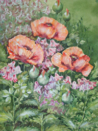 Oriental poppies. (No 35)