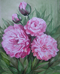 Peonies. (No 71)