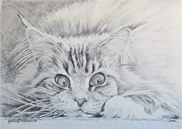 Maine coon cat. (No 121)