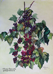 Blackcurrant. (No 258)