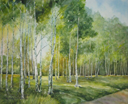 Birch trees. (No 302)