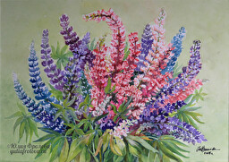 Lupinus. (No 336)