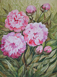 Peonies. (No 433)