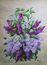 Syringa. (No 482)