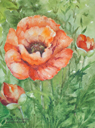 Oriental poppy. (No 530)