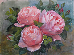 Garden roses. (No 715)