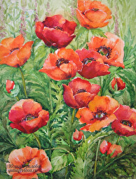 Oriental poppy. (No 909)