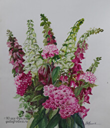 Dianthus and digitalis. (No 1272)