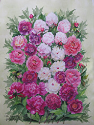 Peonies. (No 1341)