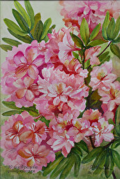 Rhododendron. (No 1425)